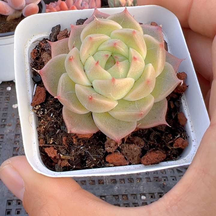 蜜豆珍妮【一物一拍】香尔卉园艺