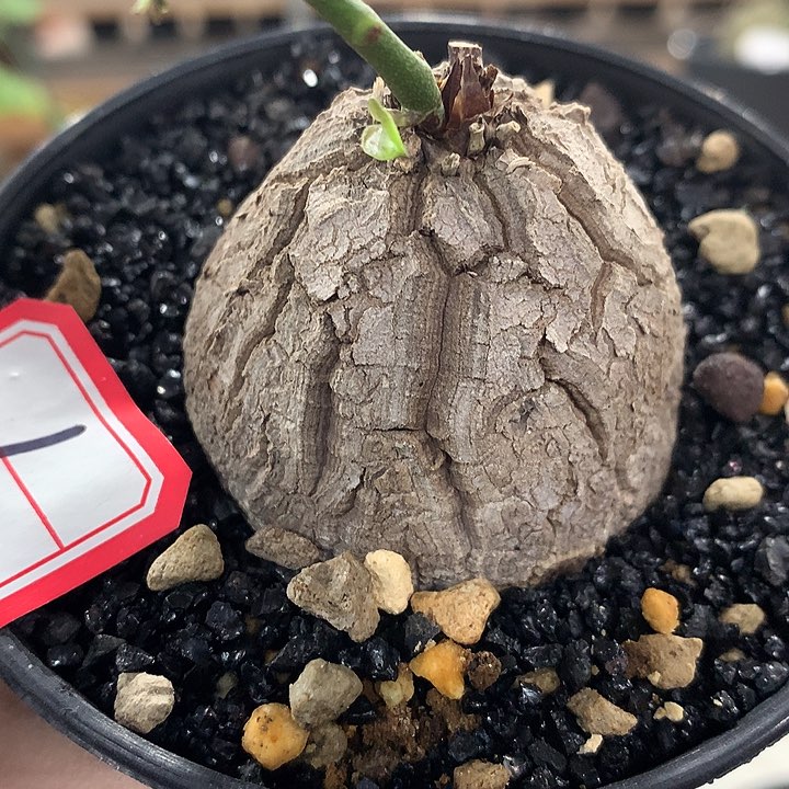 1龟甲龙4公分666666666666