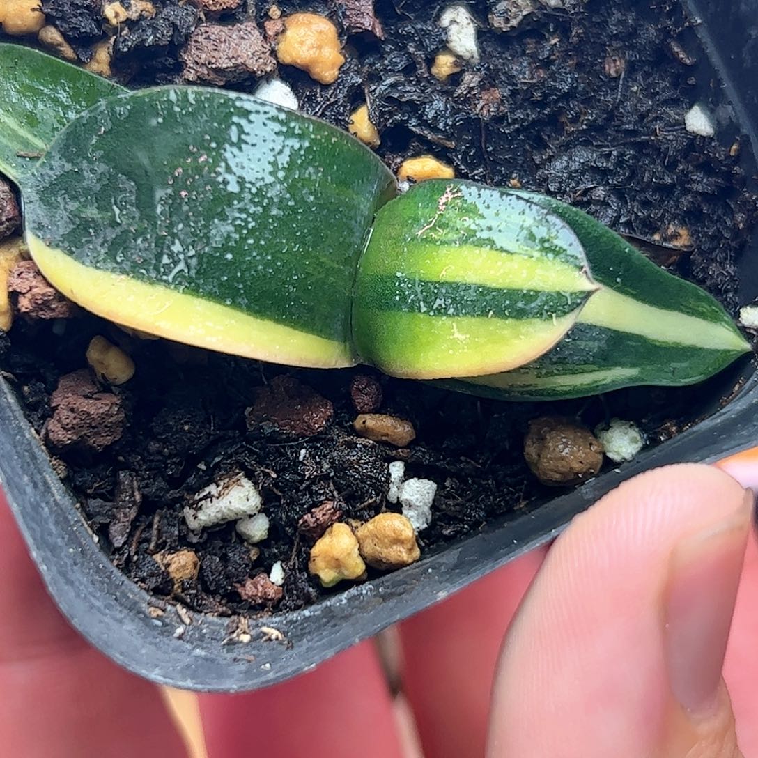 卧牛锦十二卷多肉植物