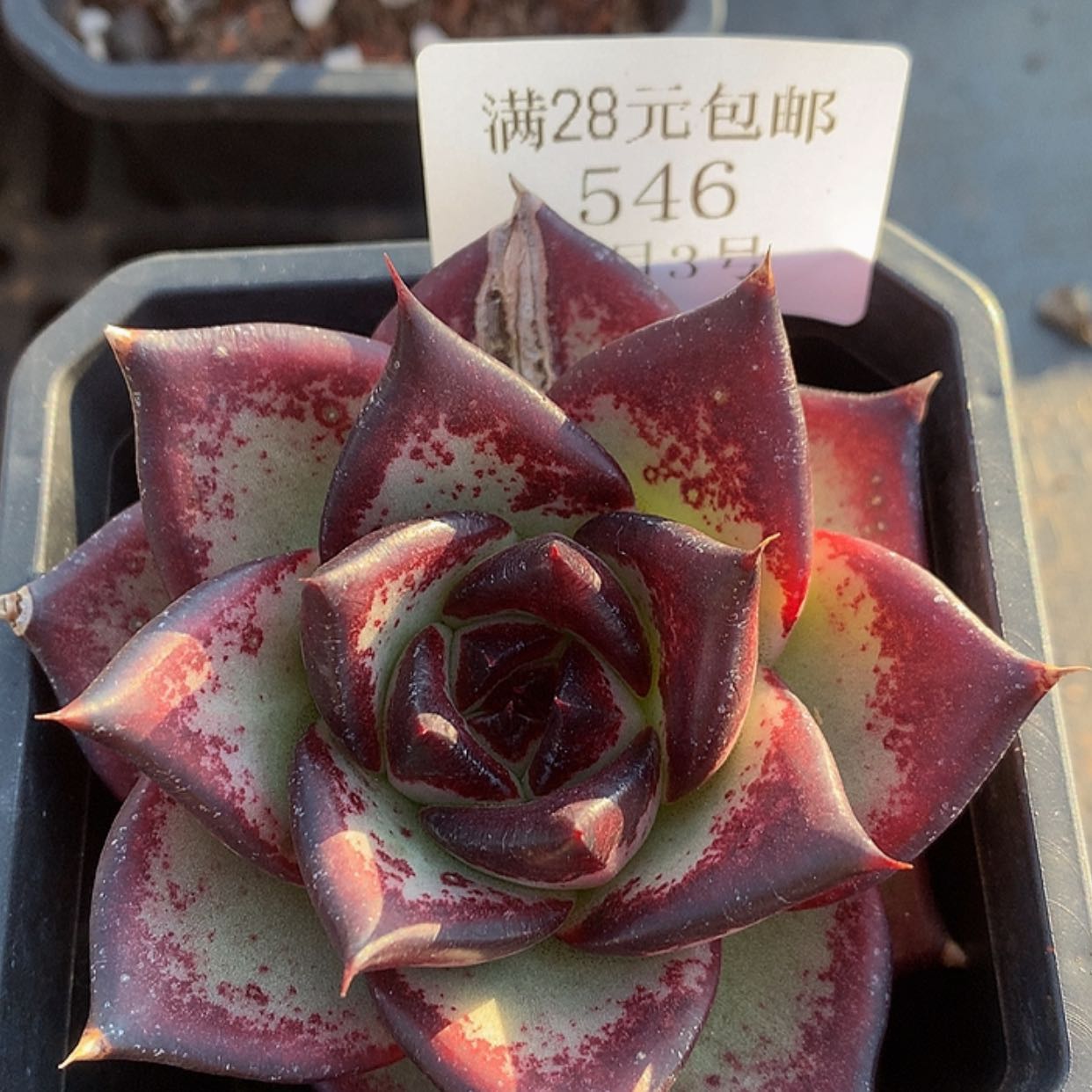 【闪购商品】云546号红檀