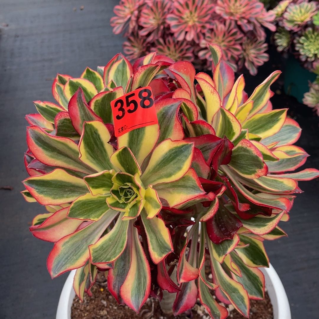 苹**艺358多肉法师魅影