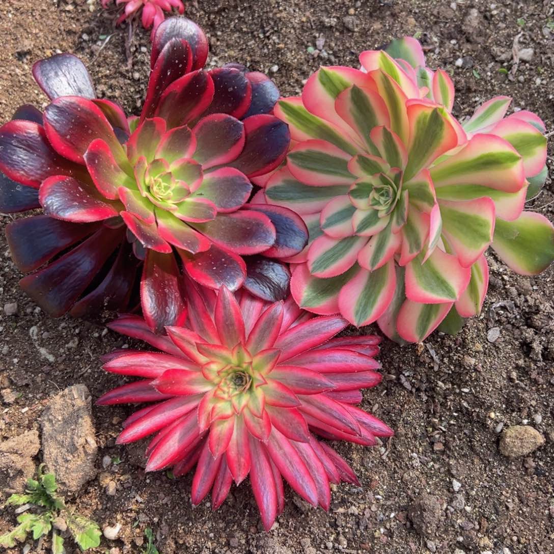 三颗组蛇美香妃朱雀多肉植物