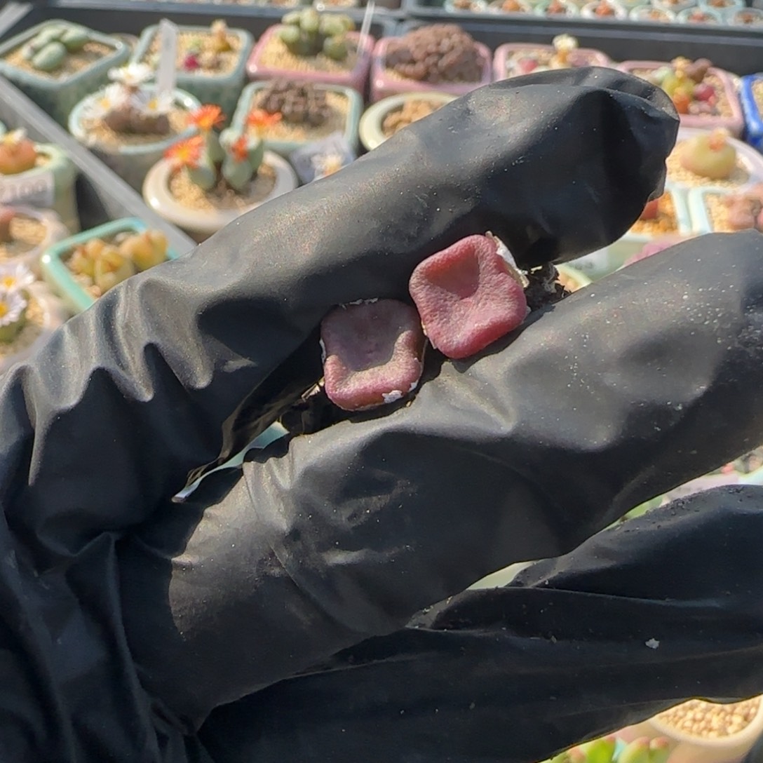 丹***️8283-一物一拍hhhhh