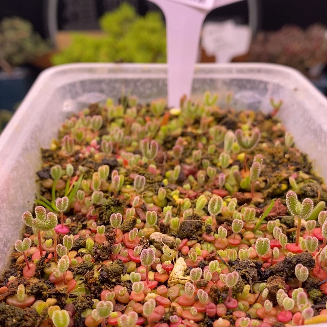 静***阳909混合切糕。        