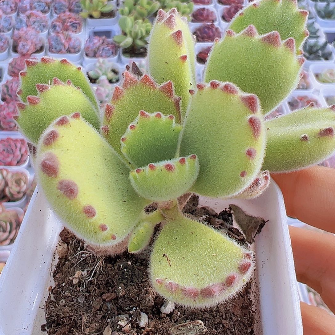 绿熊托土发货19包邮