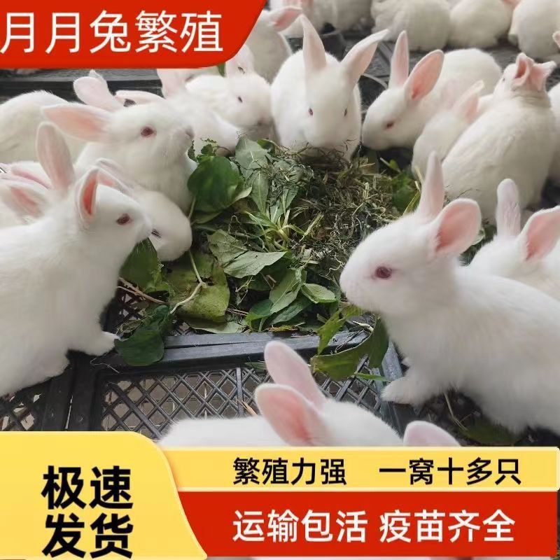 兔子活体小白兔活物比利时新西兰肉兔繁殖可长家养15兔苗便宜
