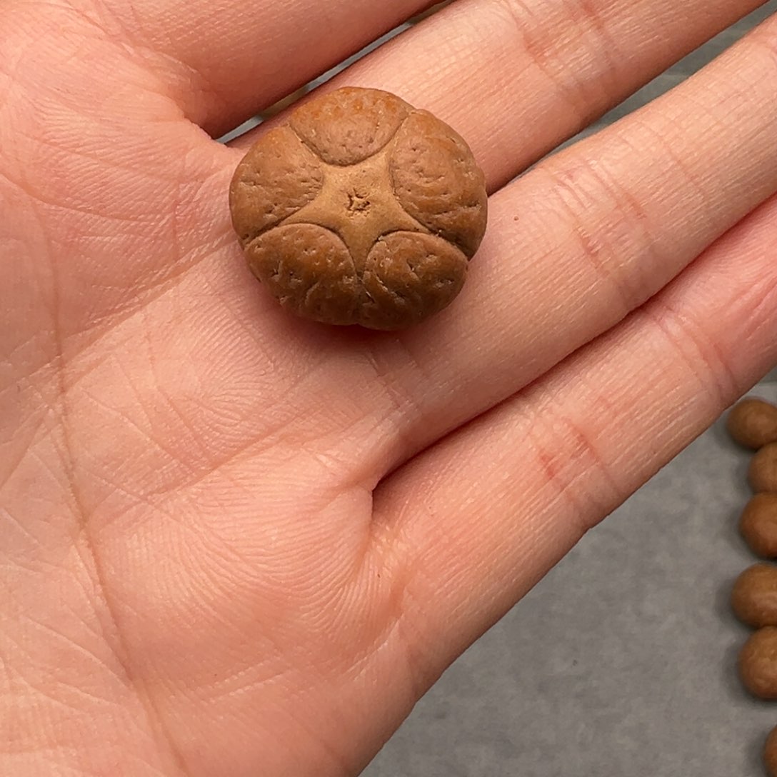 凤眼菩提吊坠核**下五星19➕