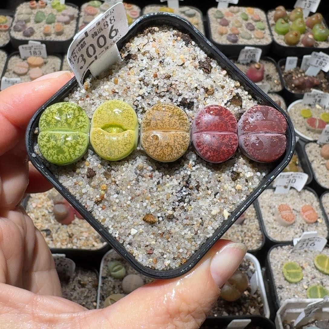 高品质生石花清清3006