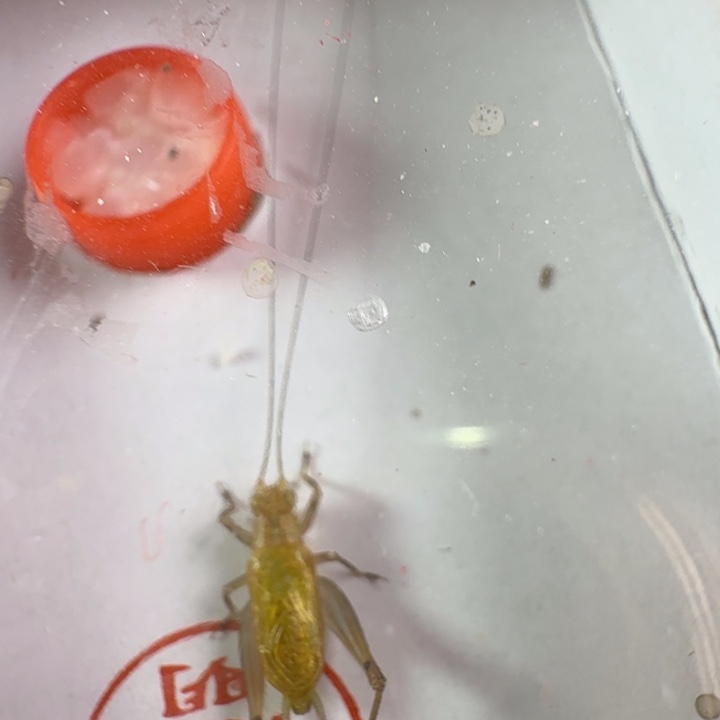 漂亮大黄龄一只合适