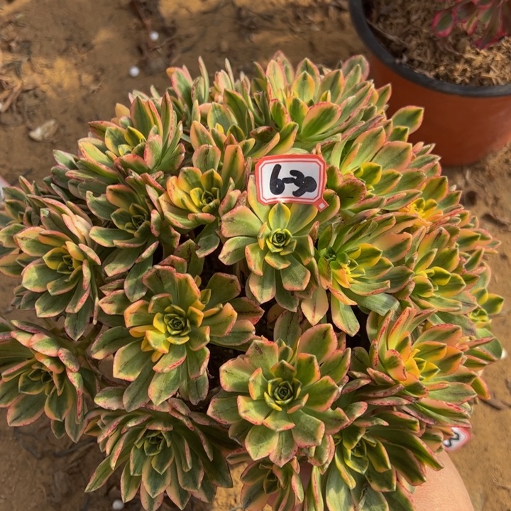 甜茶多肉植物6-30