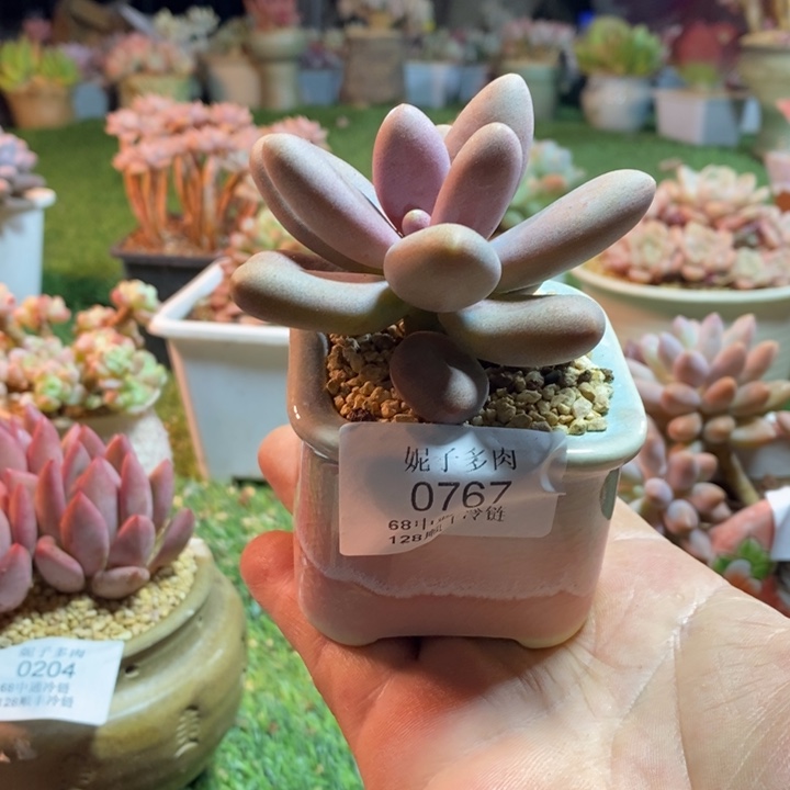 0767啊啊啊啊啊啊啊