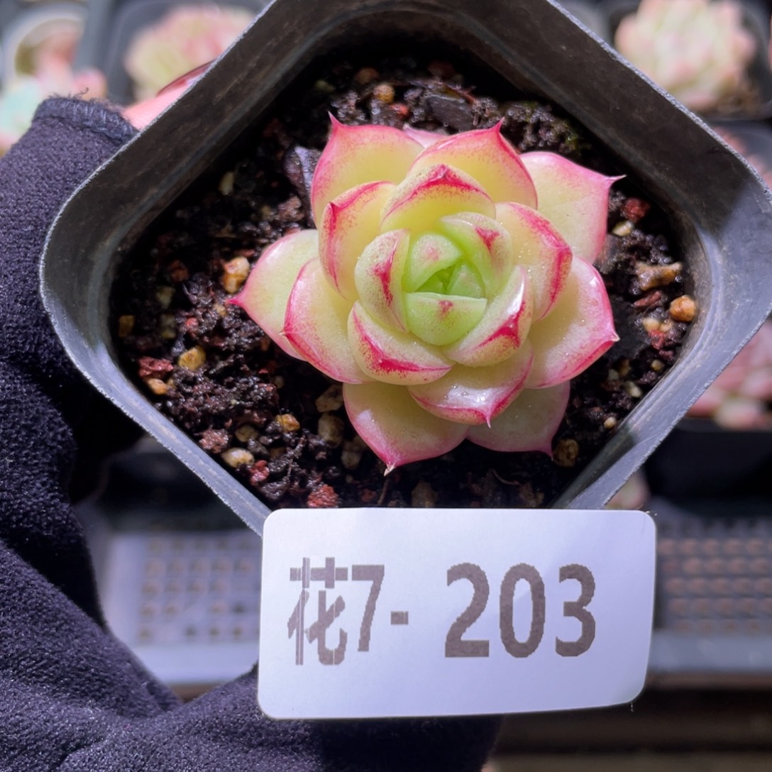 花利美7-203麦秆单头