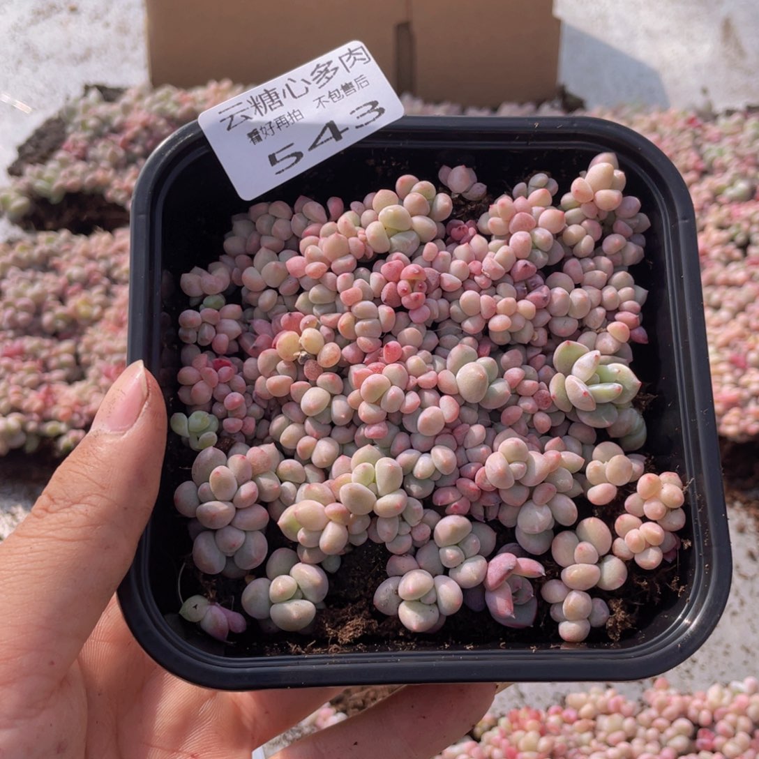 云糖心多肉植物543