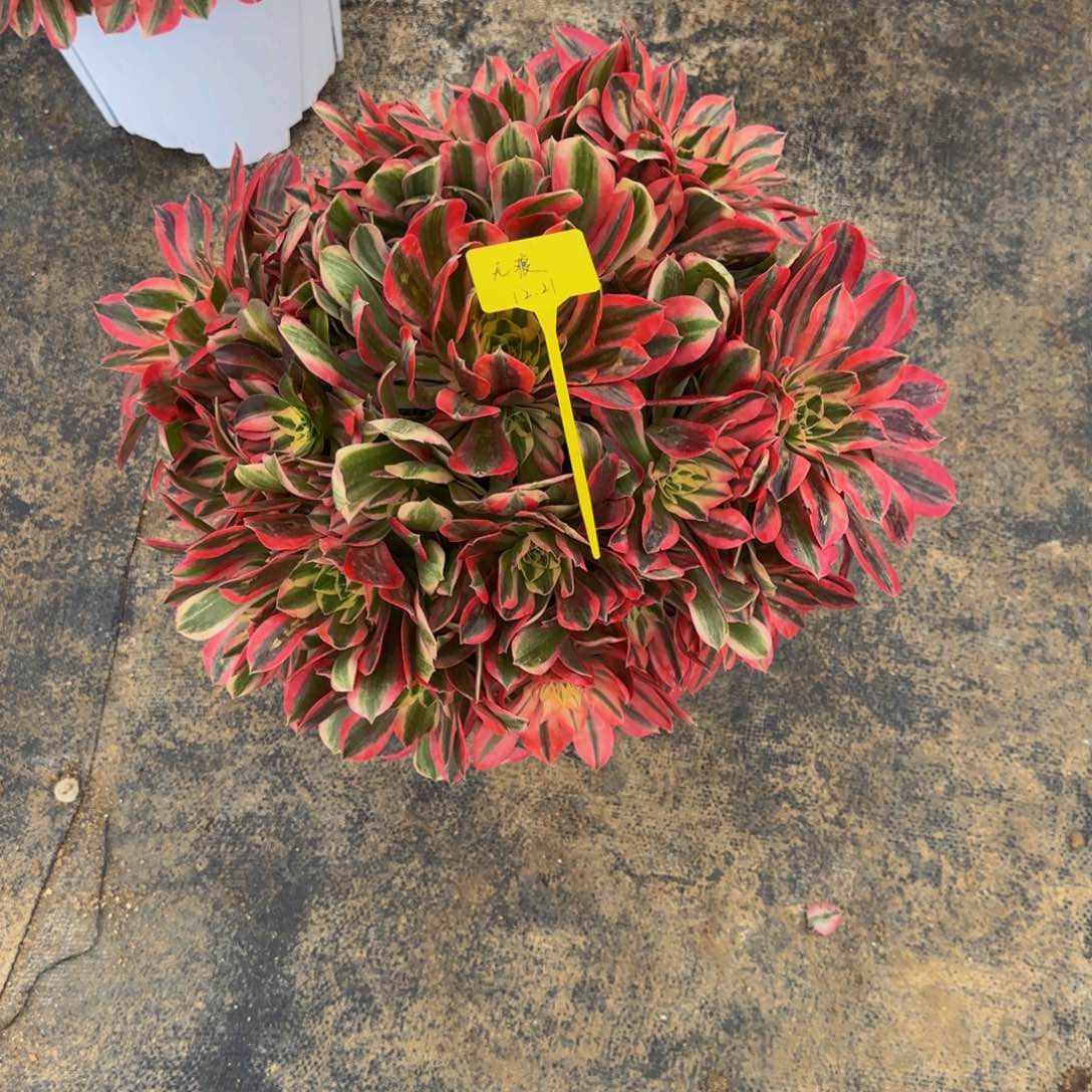 花样年华888880888