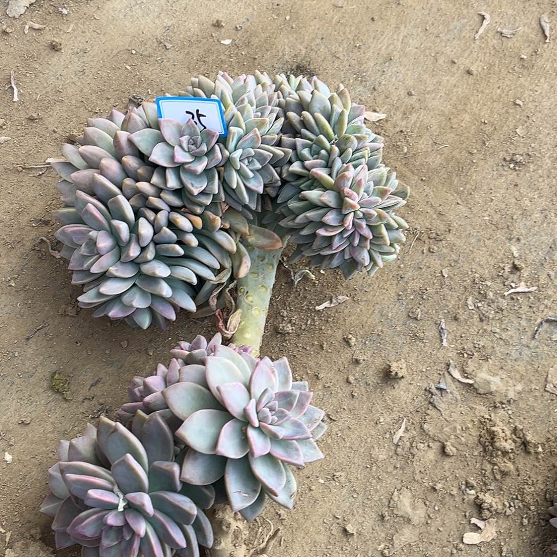 疯***草35号淡雪缀化一物一拍