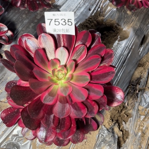 美杜莎多肉多肉7535