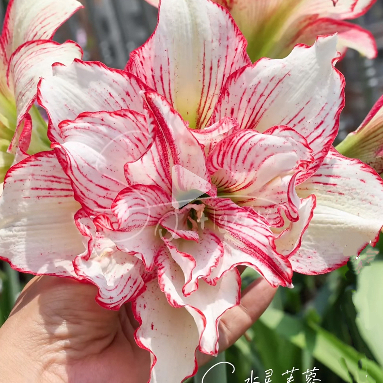 重瓣朱顶红种球自然球【水灵芙蓉】