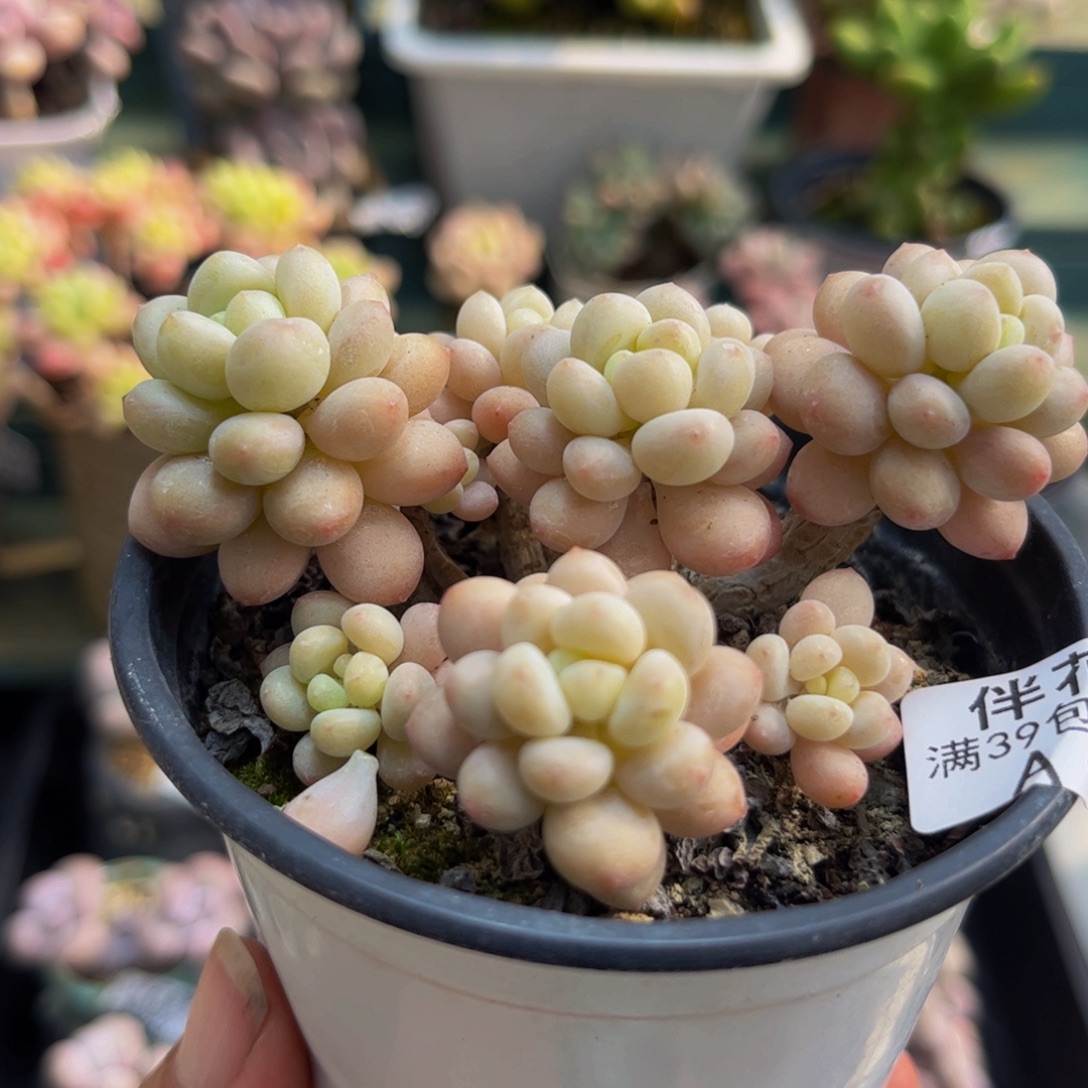 948鱼子酱6cm多肉植物