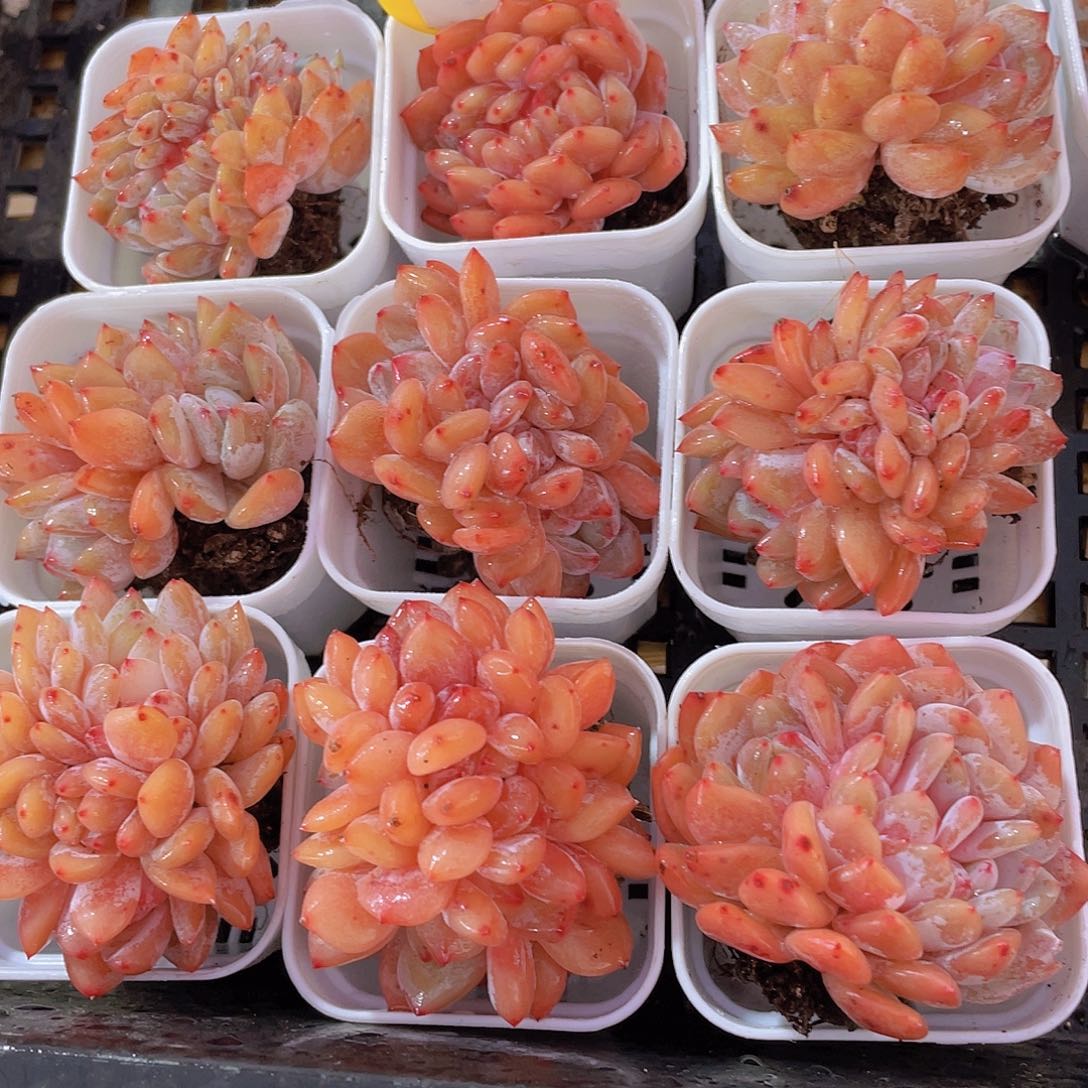 197号 全状态仙女橙缀化一颗