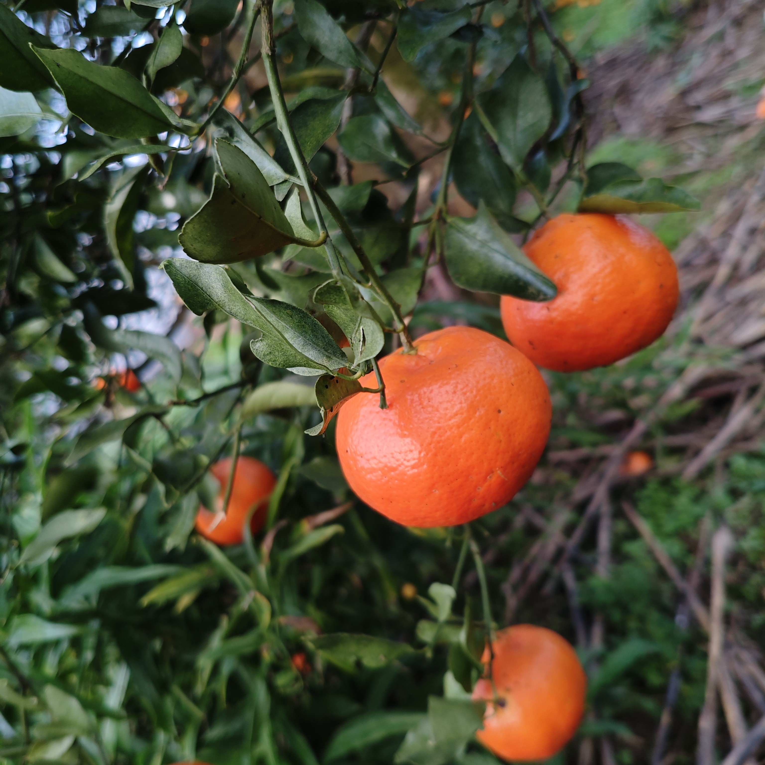 四川巴中本地红橘