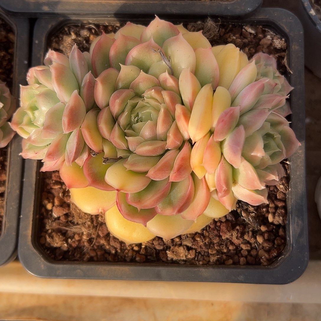 水晶虾饺一物一拍