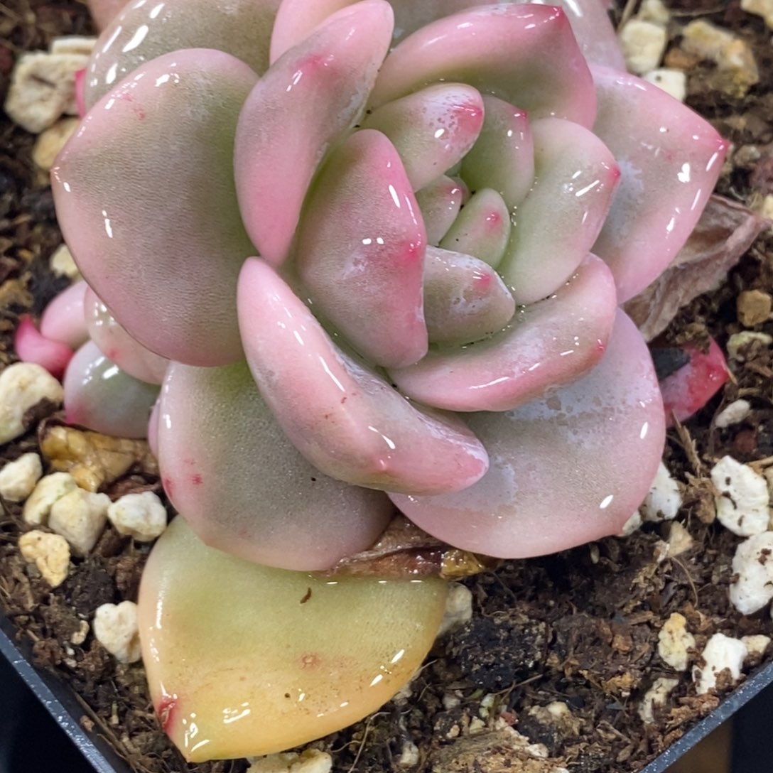 164梦露锦 小方花圃一物一拍