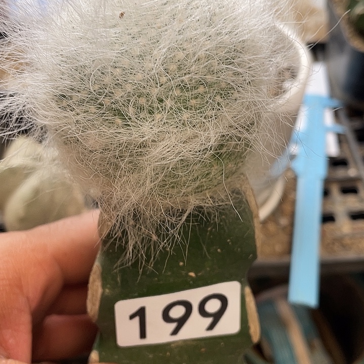 仙人球199号球雪缘