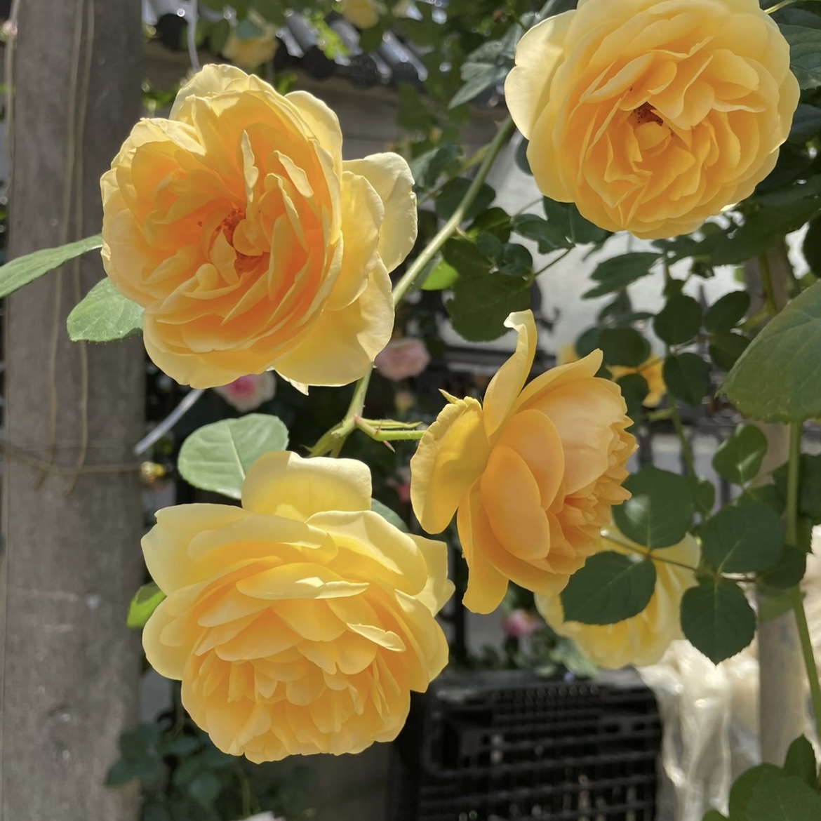 托马斯月季花盆栽花卉庭院耐晒耐寒花园植物