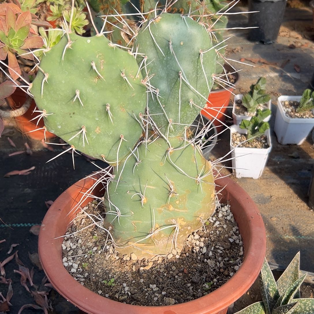 多肉植物曲刺硫磺