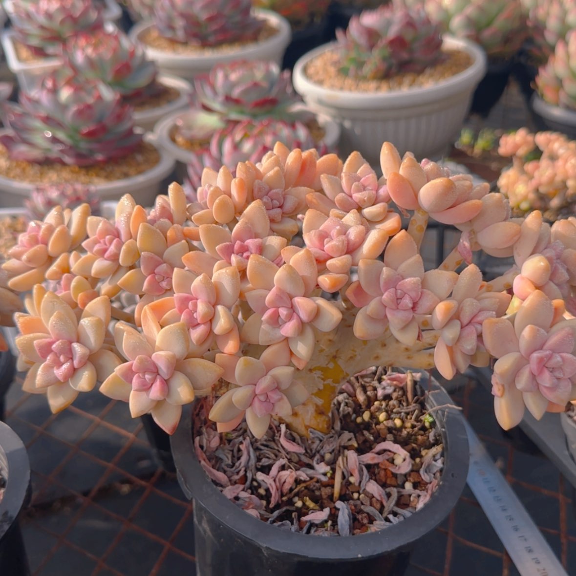 【闪购商品】淡雪缀化19.9