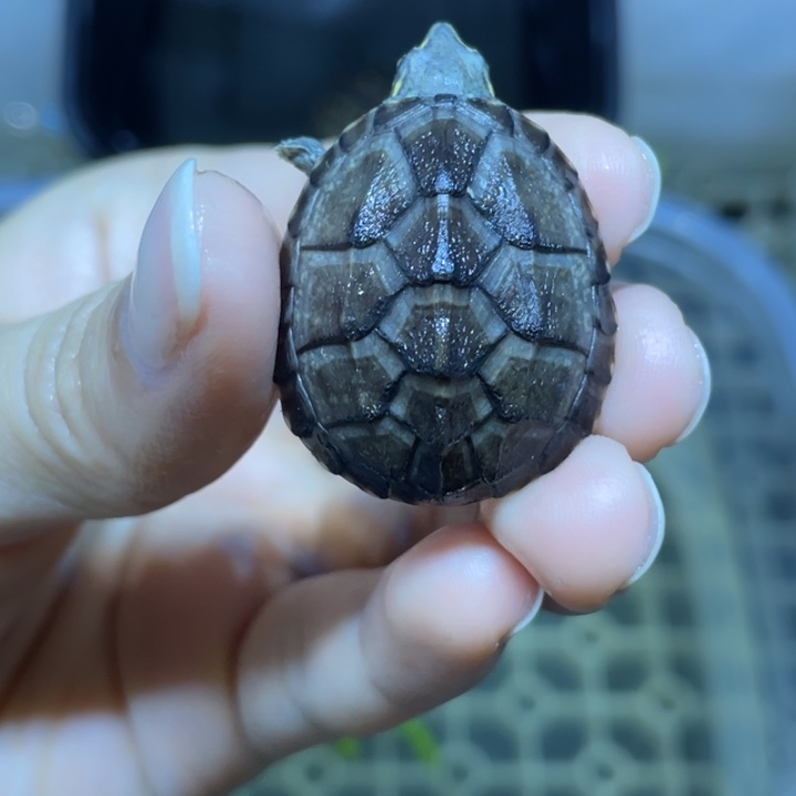 ****月蛋龟不分公母麝香麝香麝香麝香