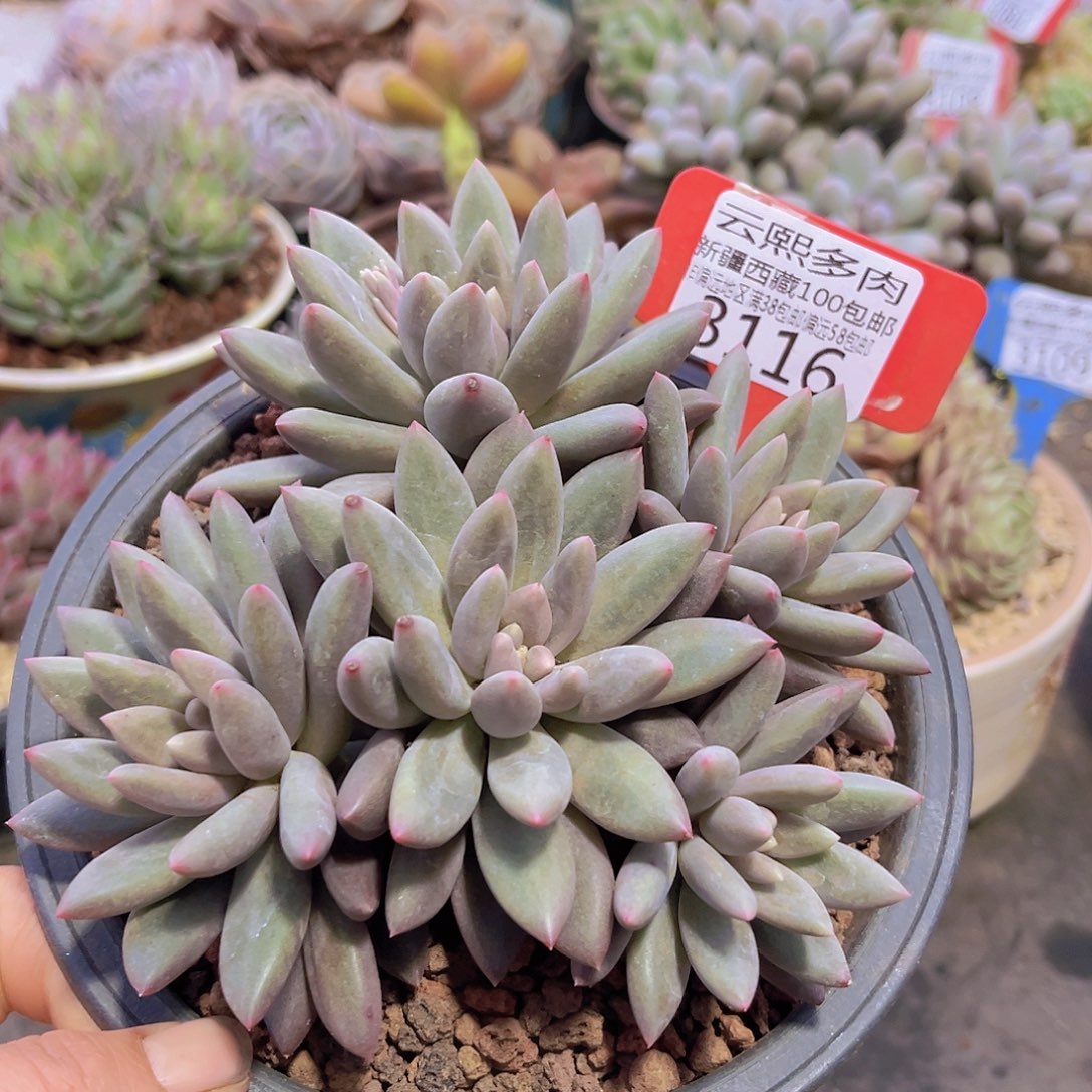 3116黄体红蜻蜓。