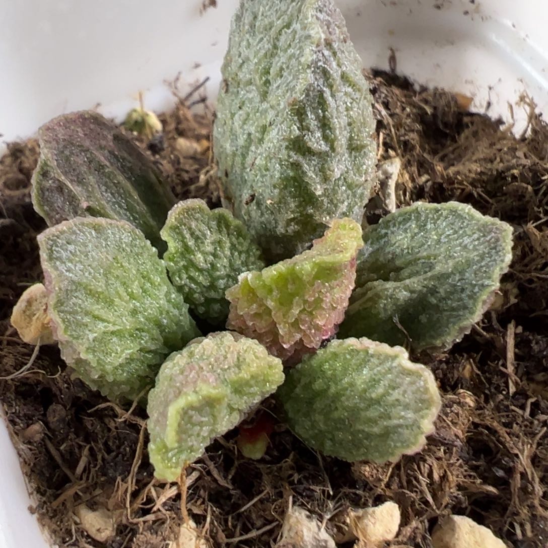 大鱼海棠多肉植物水泡