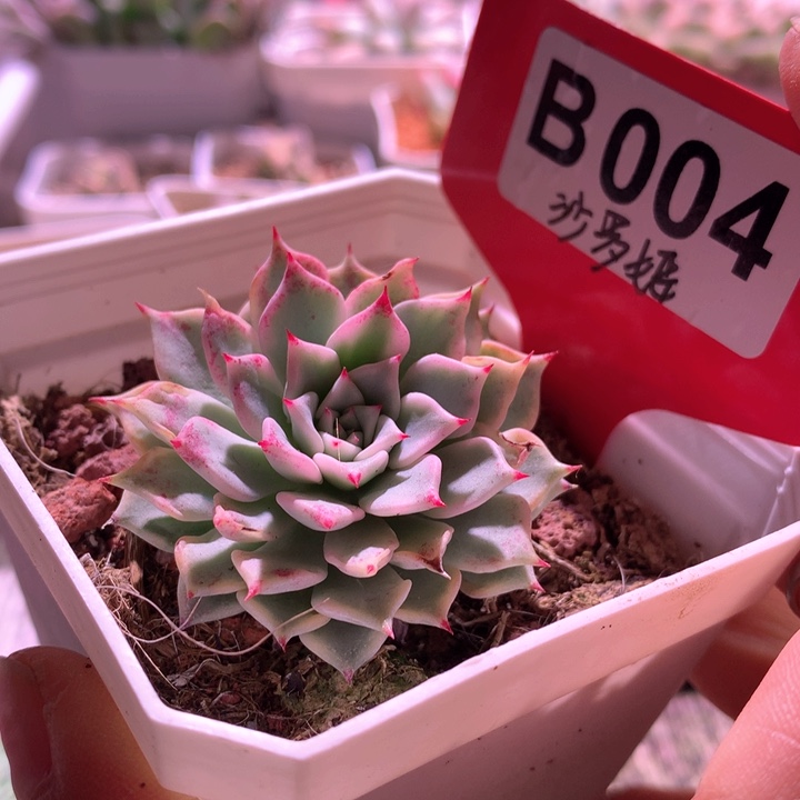 沙罗姬覆轮锦有根