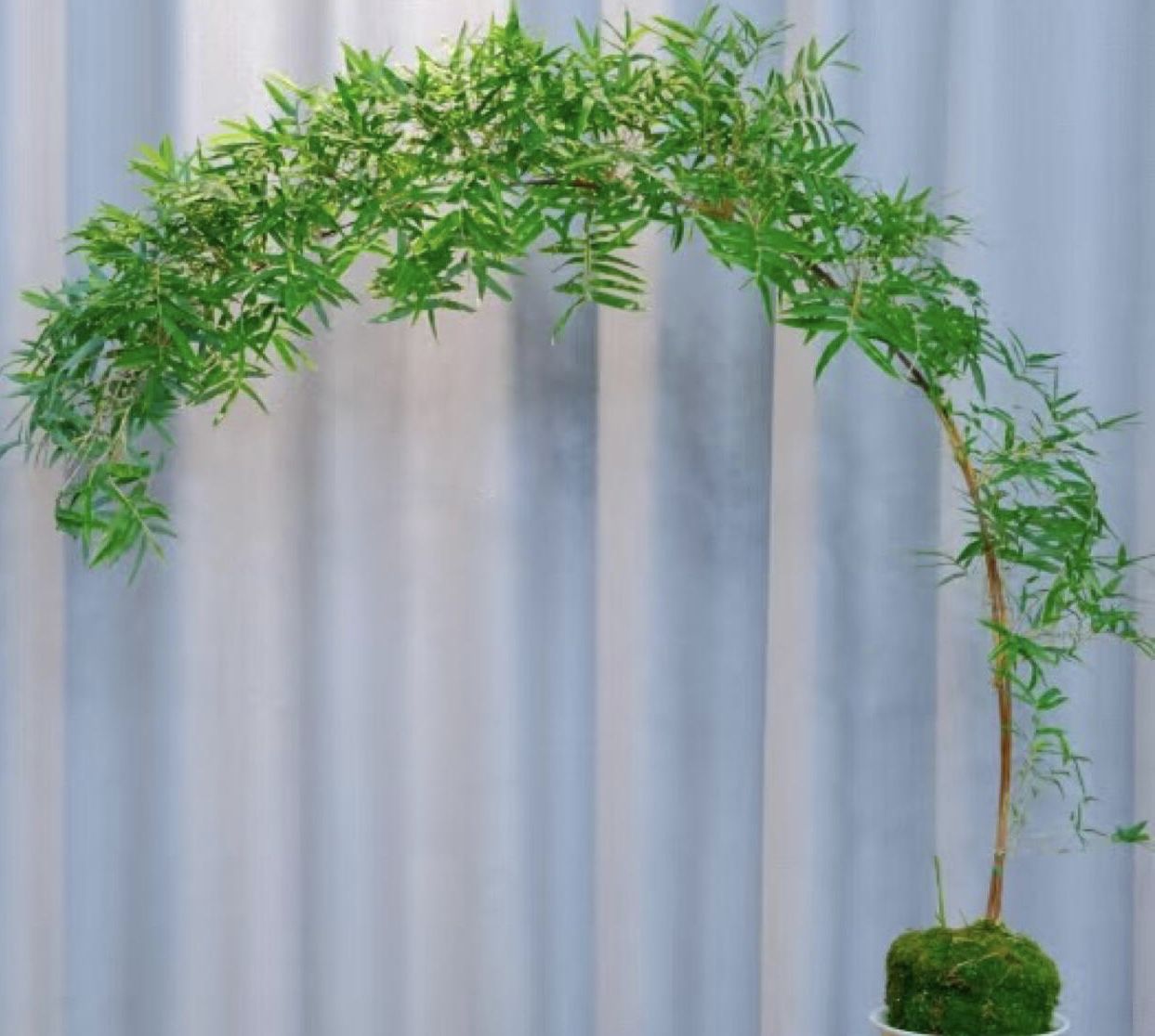 飘枝红观音竹绿观音竹有意境观赏造景绿植盆栽直立高度1米8左右