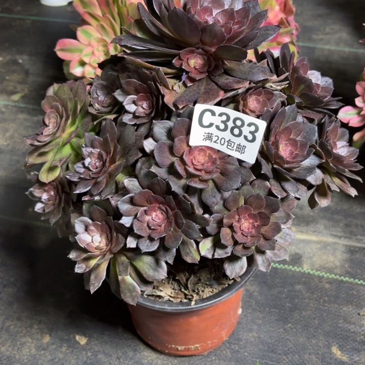 瑞妈一物一拍383有断枝