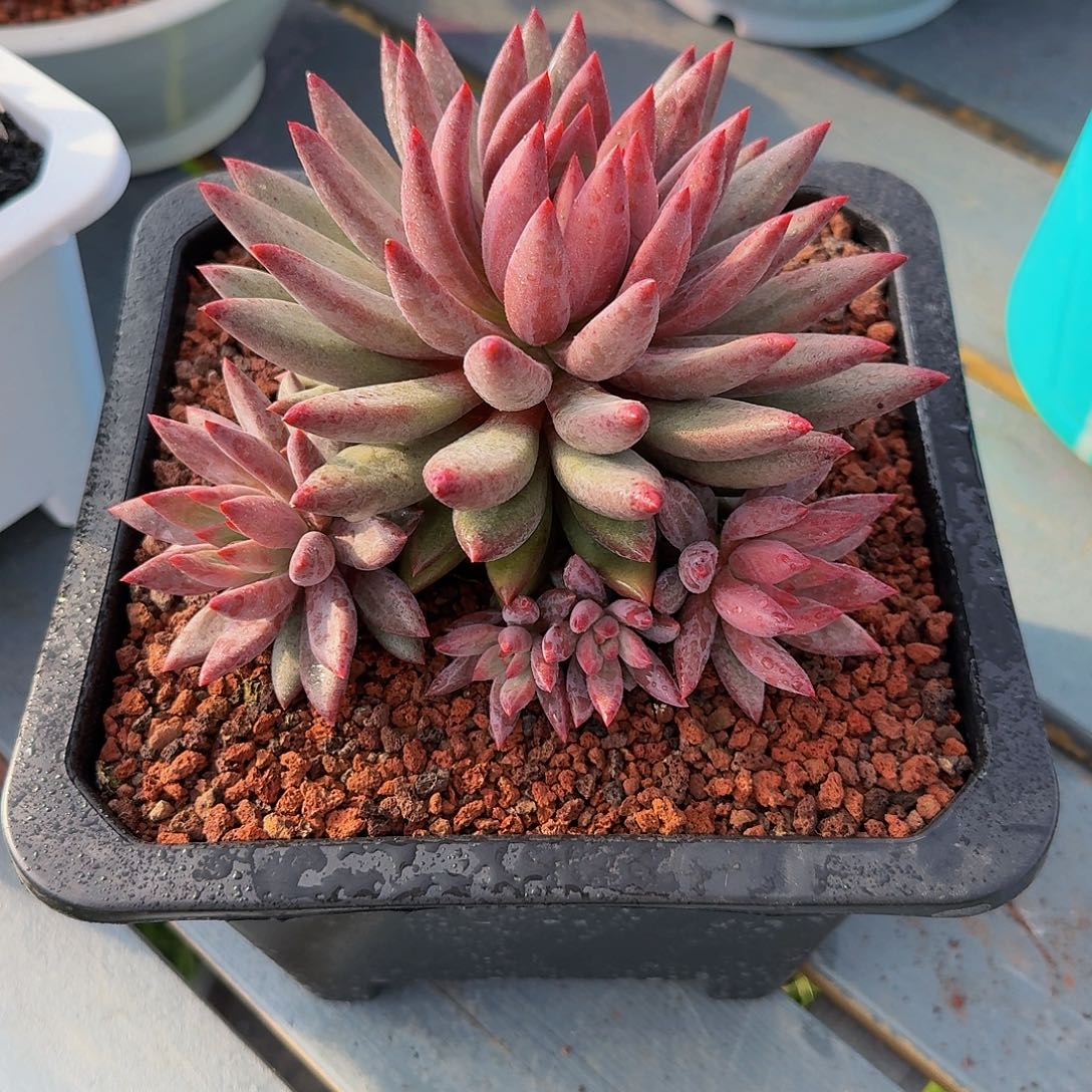 虞美人群竞拍价格