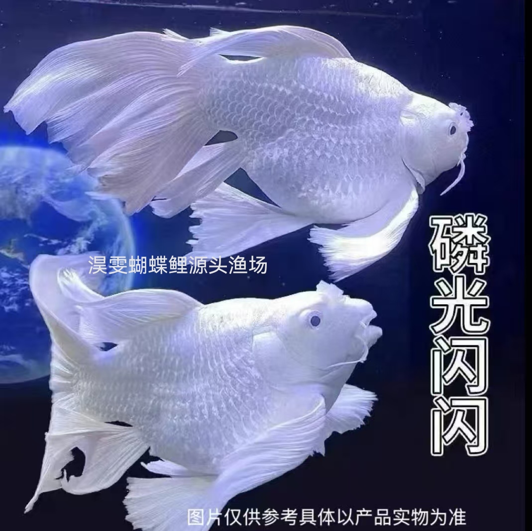 淏雯白短球16-20CM纯种石膏白短球体蝴蝶鲤观赏鱼大鳍大尾