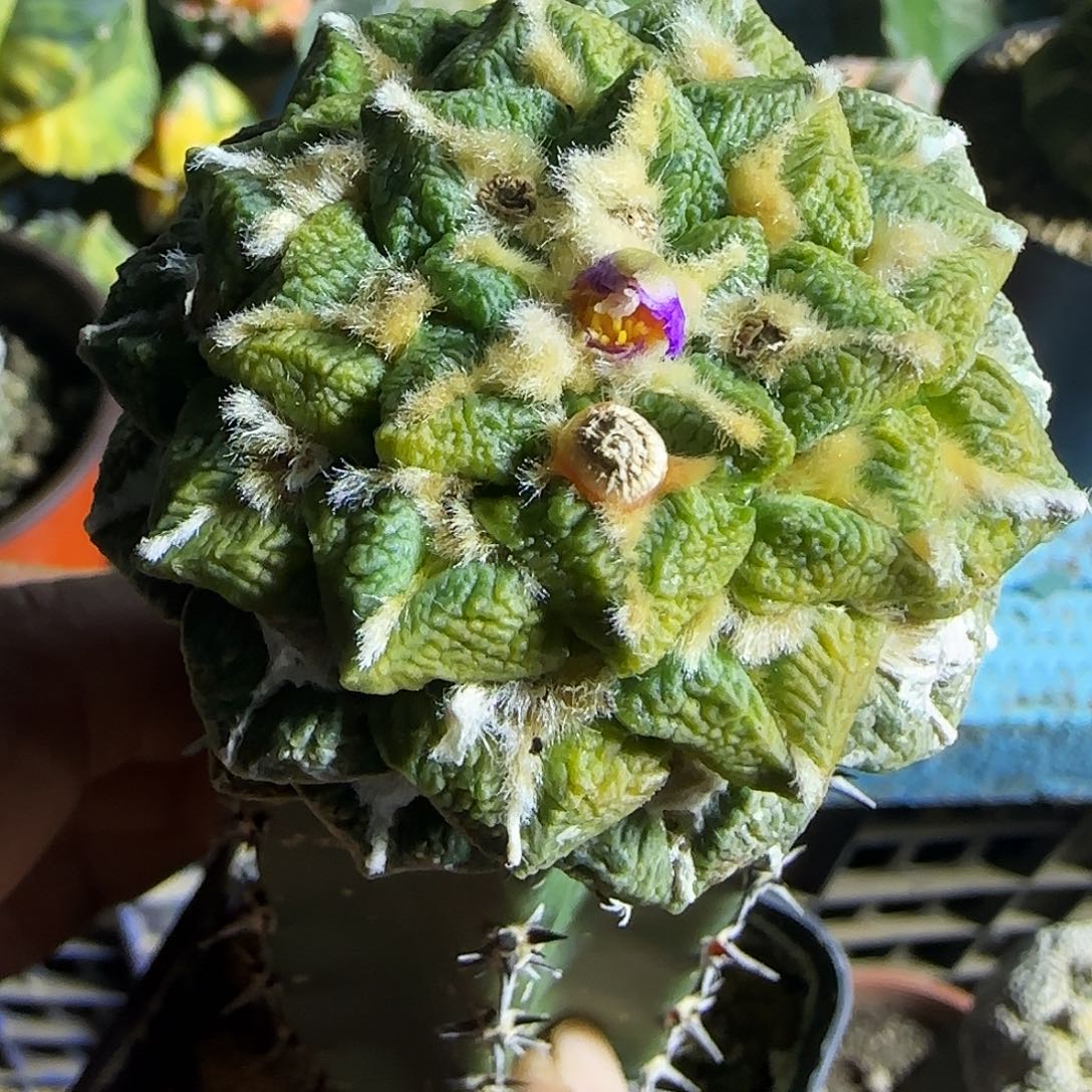 黑牡丹锦200仙人球开花