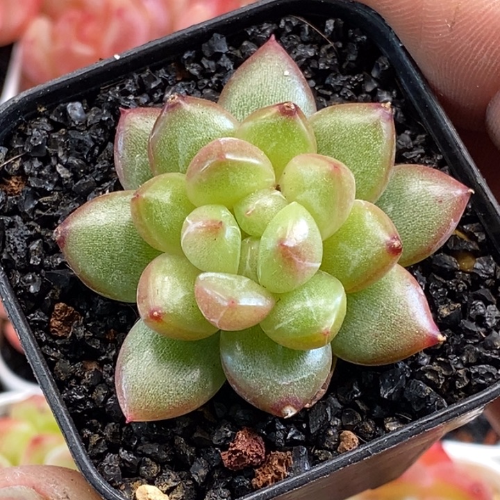 天官赐福百无禁忌