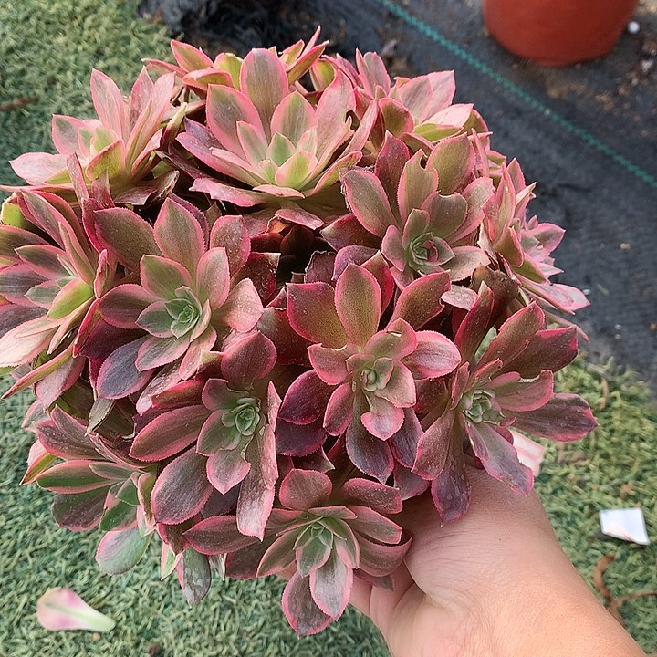 591浣纱多肉植物