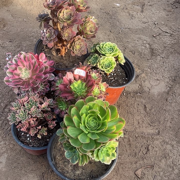 331多肉植物组合，