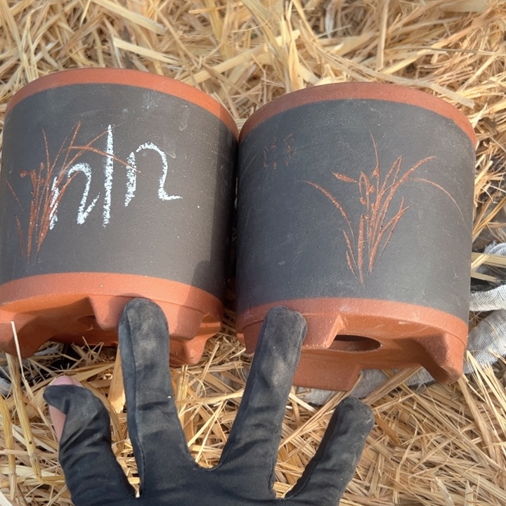 紫砂兰花高12口12