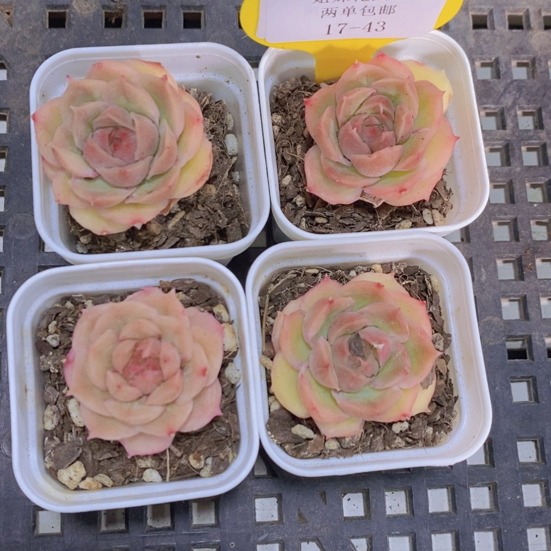 17-43-水晶虾饺单头福利一个