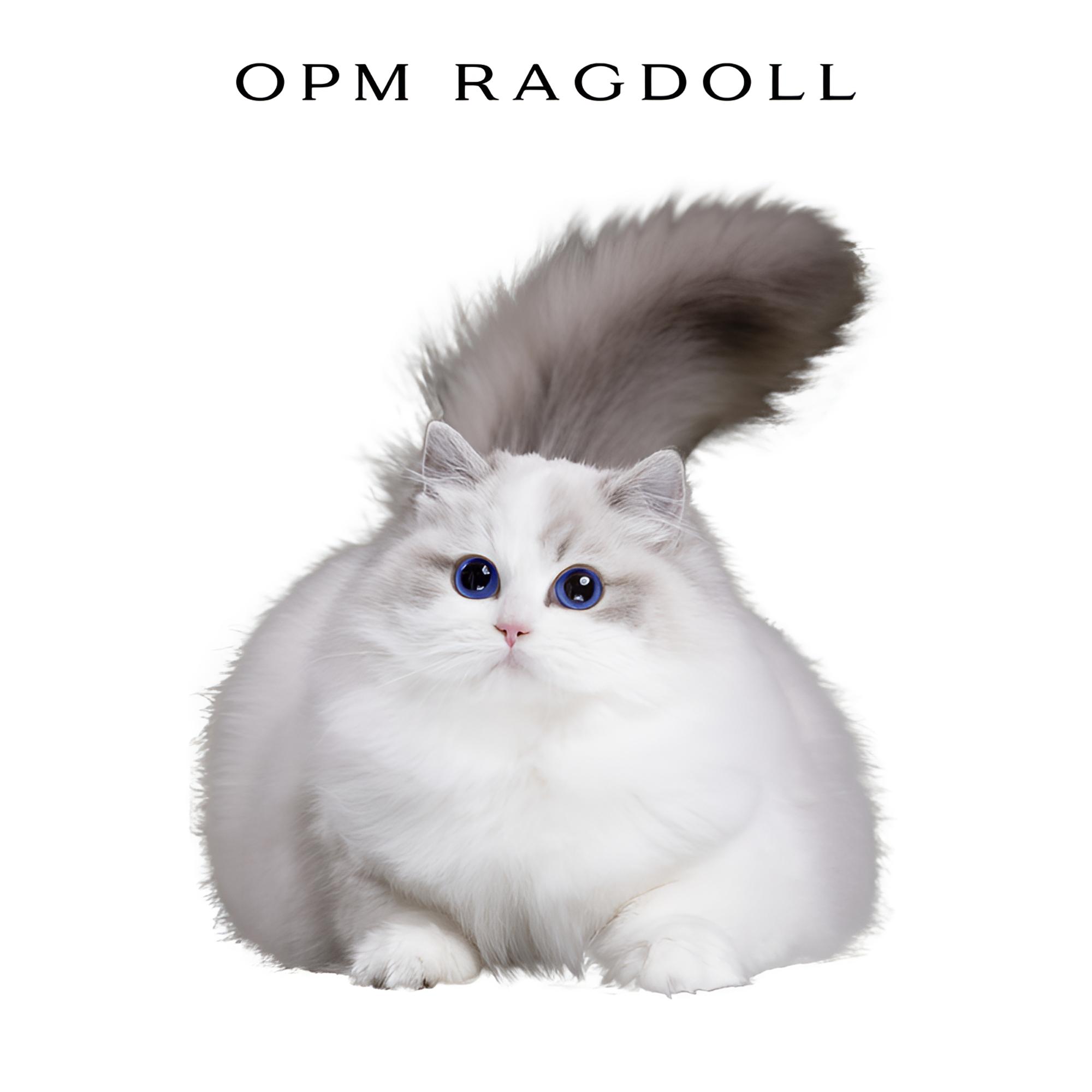 OPM 小奶团 经典海山双布偶妹妹