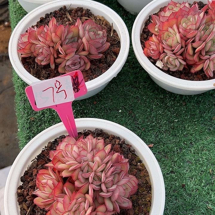 7牡丹亭一个脱土多肉