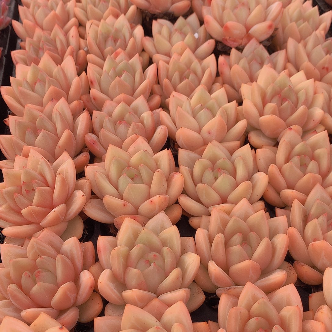 三颗优选黄体香槟3456677