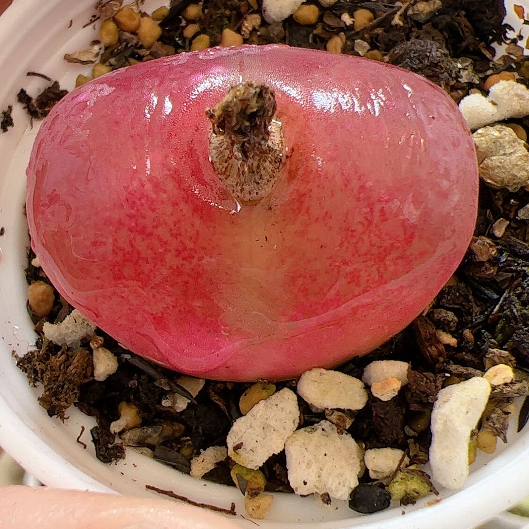 【闪购商品】106 带盆