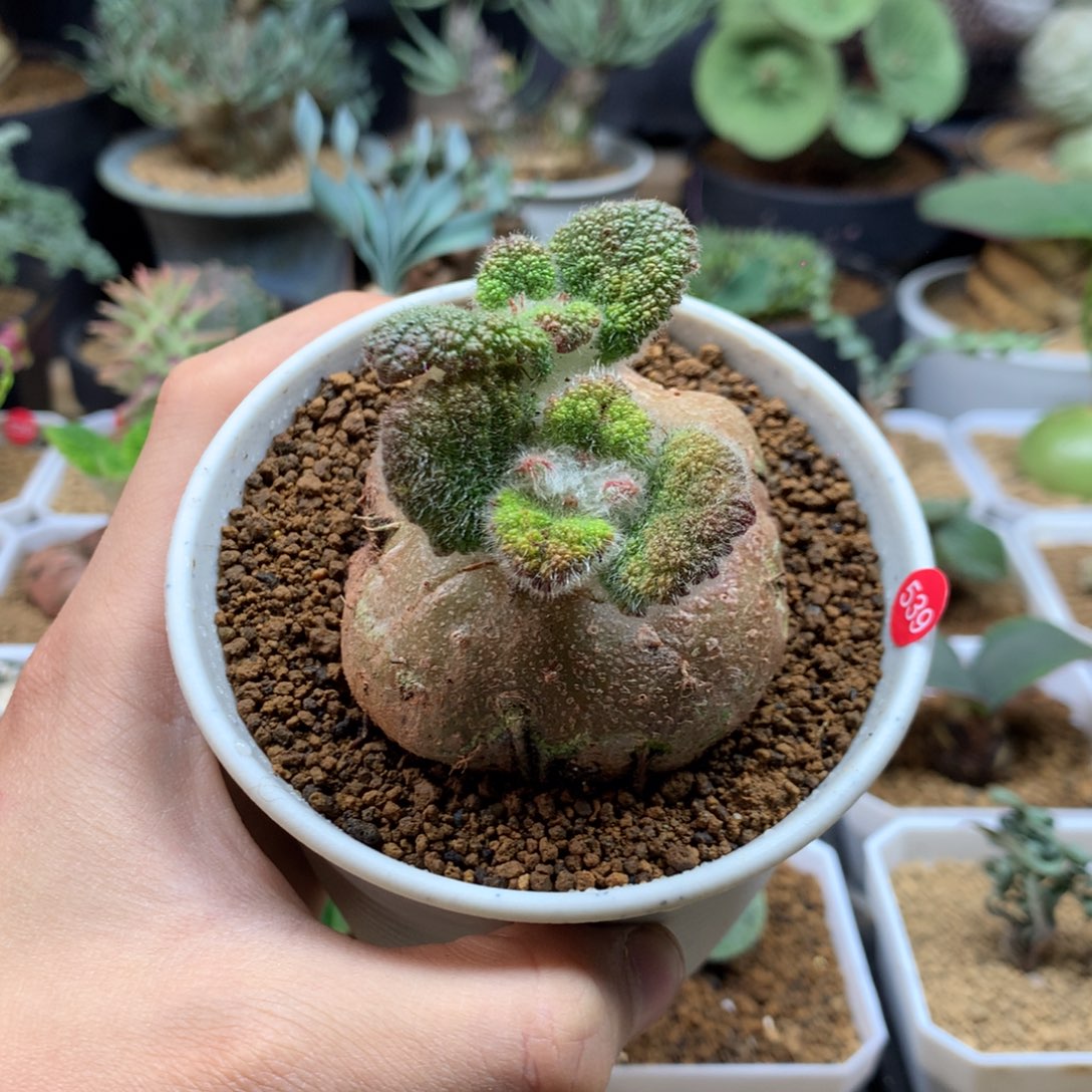 断崖王子杂交带盆539