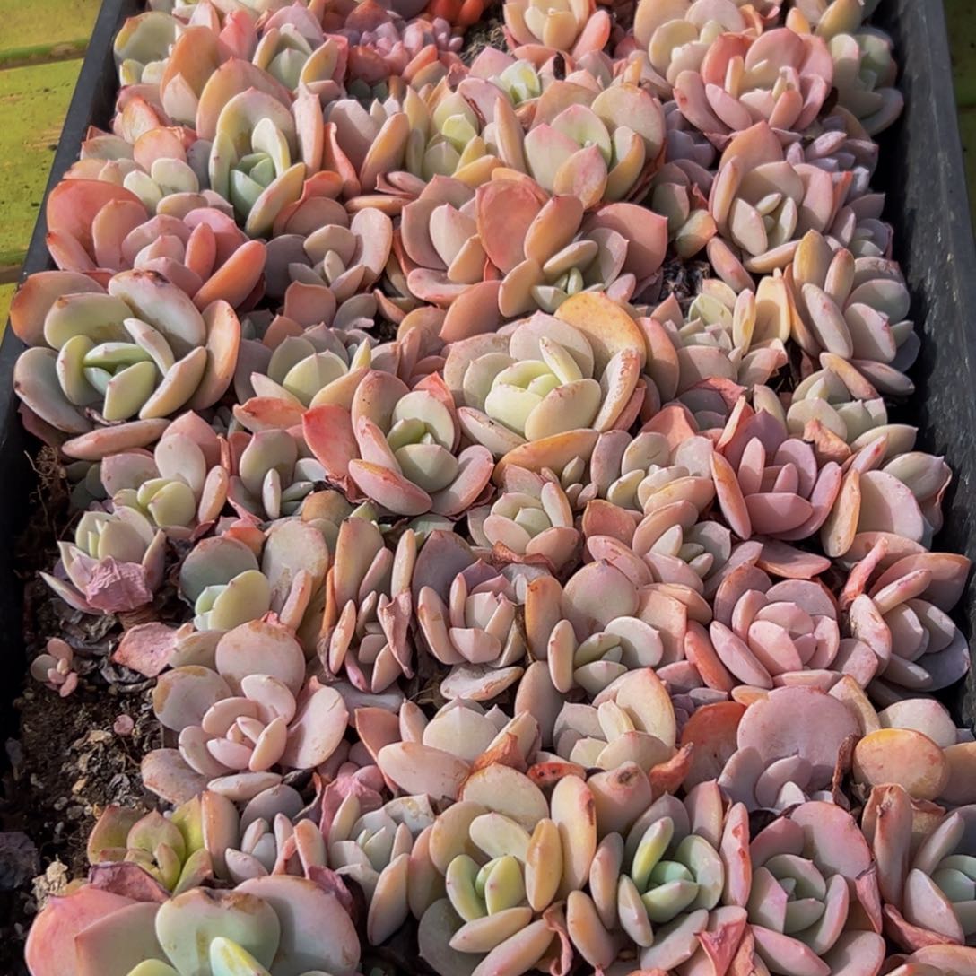 075多肉葡萄领导人物简介